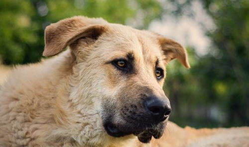 一種連狼都怕的狗 大型安那托利亞牧羊犬，牲畜的終極守護者