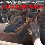 山西肉驢養殖指南 臨汾適合飼養嗎？養殖場分布與引種建議