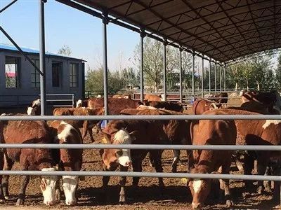 杭錦后旗 讓肉牛產(chǎn)業(yè)“?！逼饋?，助力鄉(xiāng)村振興