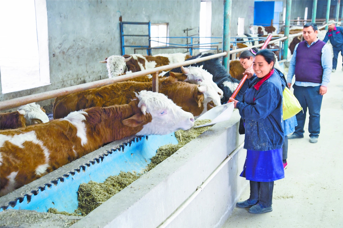 新疆牛產(chǎn)業(yè) 存欄量突破237萬頭，肉牛與奶牛養(yǎng)殖雙輪驅(qū)動