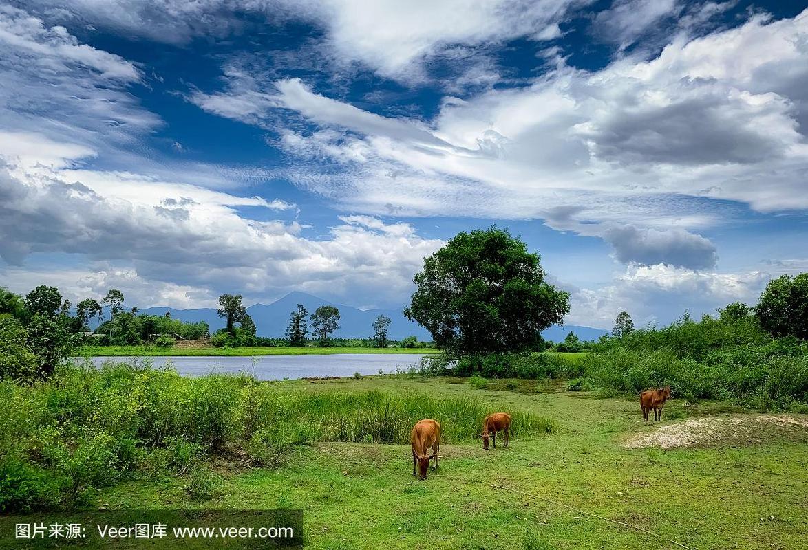 湄南河畔的牧場 泰國鄉村牲畜養殖與自然共生