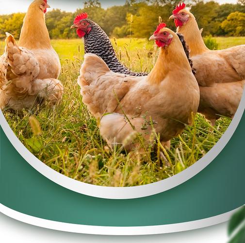 從詳情頁到牧場 牲畜飼養品類電商設計的轉化邏輯與實踐