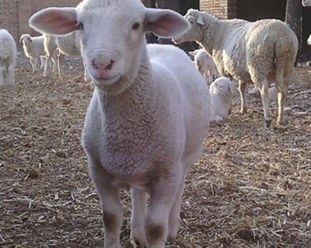 牡丹江市裕豐牧業 深耕家畜飼料與牲畜飼養，助力區域養殖業發展