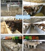 母羊的飼養(yǎng)方法 科學(xué)管理提高繁殖效率與養(yǎng)殖效益